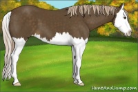 Horse Color:Chocolate Palomino Sabino Splash 