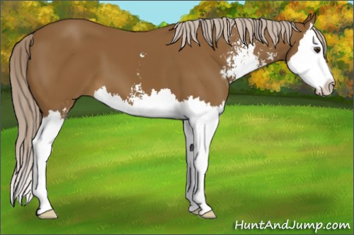 Horse Color:Chocolate Palomino Sabino Splash 