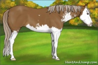 Horse Color:Chocolate Palomino Sabino Splash