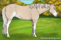 Horse Color:Cremello Sabino 
