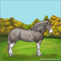 Horse Color:Silver Grullo Sabino Rabicano 