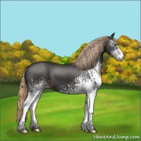 Horse Color:White Spotted Liver Chestnut 