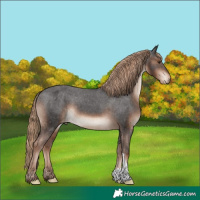Horse Color:Liver Chestnut Appaloosa
