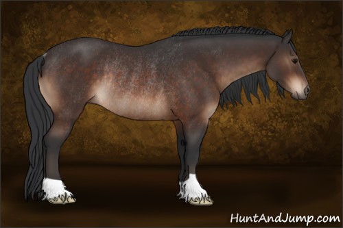 Horse Color:Brown Rabicano 