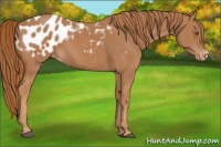 Horse Color:Chestnut Appaloosa
