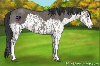 Horse Color:Grullo Sabino Splash  and Grullo Sabino Splash 
