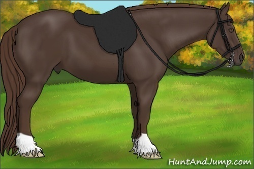 Horse Color:Liver Chestnut 