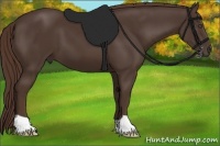 Horse Color:Liver Chestnut 