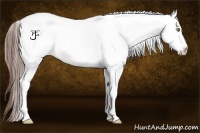 Horse Color:White Spotted Amber Champagne Ice Appaloosa 