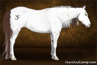 Horse Color:Amber Champagne Ice Dun Tobiano Near Leopard