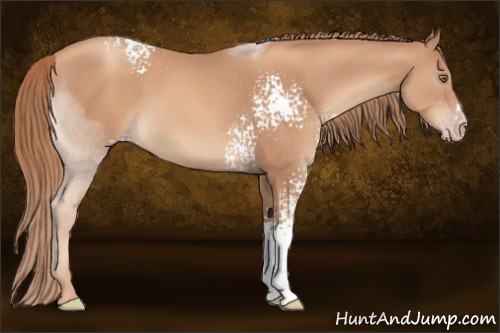Horse Color:White Spotted Gold Champagne 