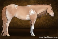 Horse Color:White Spotted Gold Champagne 