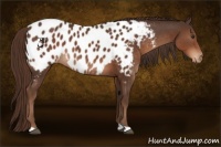 Horse Color:Liver Chestnut Appaloosa 