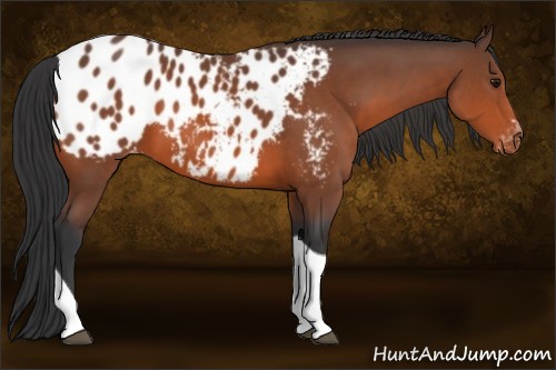 Horse Color:Bay Sabino Tobiano Appaloosa 