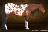 Horse Color:Bay Sabino Tobiano Appaloosa