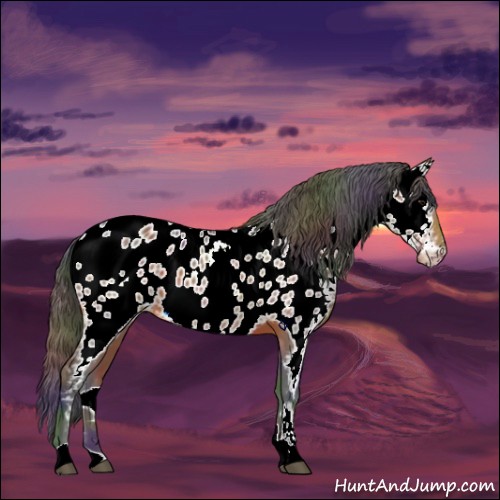 Horse Color:Nacre Brown Near Leopard