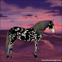 Horse Color:Nacre Brown Near Leopard 