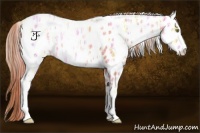 Horse Color:Watercolor White Spotted Gold Champagne Ice Splash Near Leopard 