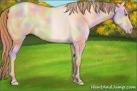 Horse Color:Nacre Gold Champagne Dun 