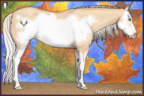 Horse Color:Silver Amber Champagne Dun Sabino Splash Frame 