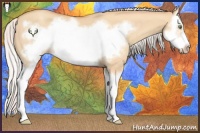 Horse Color:Silver Amber Champagne Dun Sabino Splash Frame 