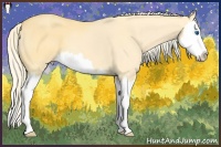 Horse Color:Gold Cream Champagne Dun Splash 