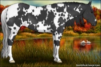 Horse Color:White Spotted Black 