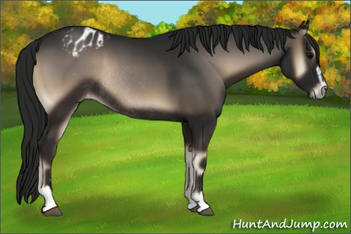 Horse Color:Gray Blue Onyx Sabino Appaloosa Rabicano