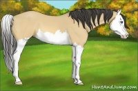 Horse Color:Buckskin Dun Splash