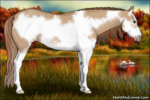 Horse Color:Red Dun Sabino Splash Frame Rabicano 