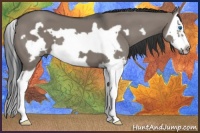 Horse Color:Grullo Splash Frame