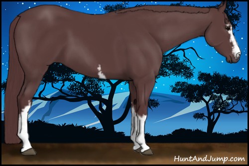 Horse Color:White Spotted Chocolate Black