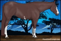 Horse Color:White Spotted Chocolate Black