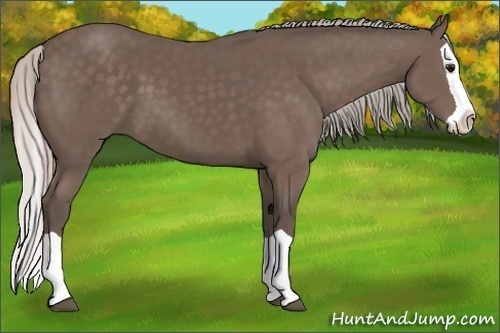 Horse Color:Silver Black Splash