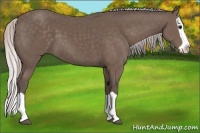 Horse Color:Silver Black Splash 