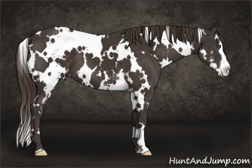 Horse Color:White Spotted Liver Chestnut Splash Frame 