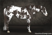 Horse Color:White Spotted Liver Chestnut Splash Frame