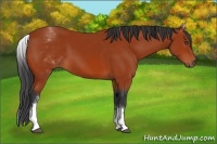 Horse Color:White Spotted Bay 