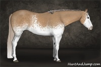 Horse Color:White Spotted Palomino Splash 
