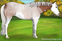 Horse Color:Silver Brown Roan Splash Rabicano 