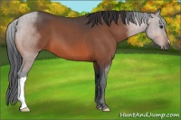Horse Color:Bay Roan 