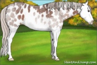 Horse Color:Silver Brown Roan Splash Leopard