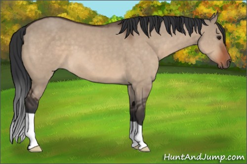 Horse Color:Brown Dun