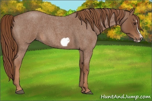 Horse Color:Red Roan Splash Frame 