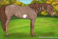 Horse Color:Red Roan Splash Frame