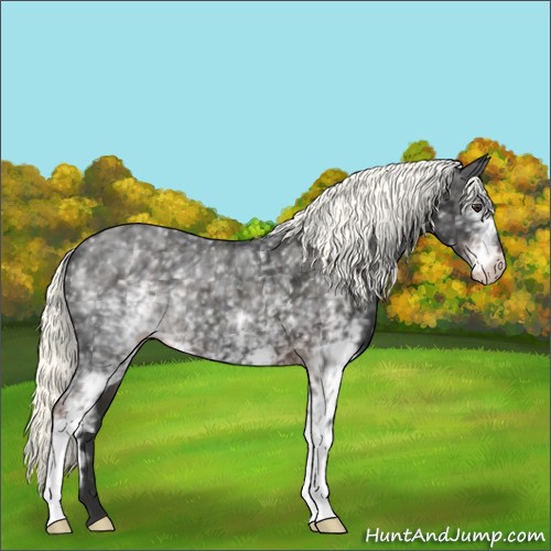 Horse Color:White Spotted Liver Chestnut Appaloosa