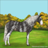 Horse Color:White Spotted Liver Chestnut 