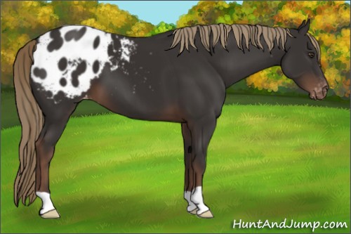 Horse Color:Liver Chestnut Appaloosa 