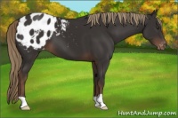 Horse Color:Liver Chestnut Appaloosa 