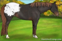 Horse Color:Liver Chestnut Appaloosa 